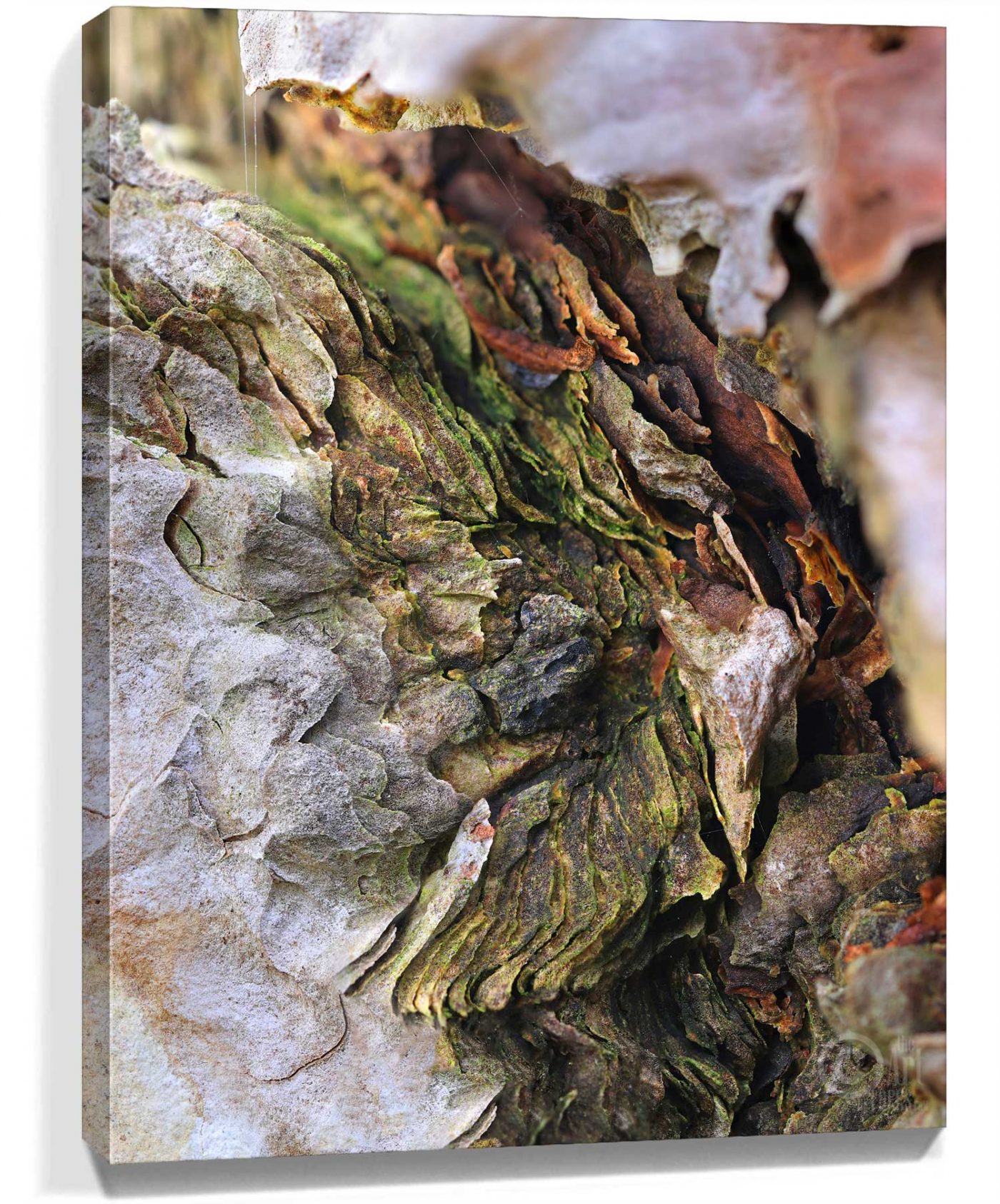 Trees Wall Art