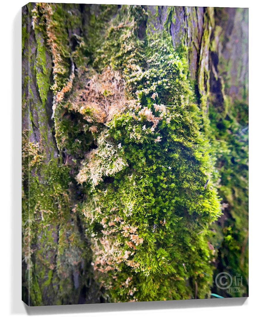 Trees wall art sku#2242638