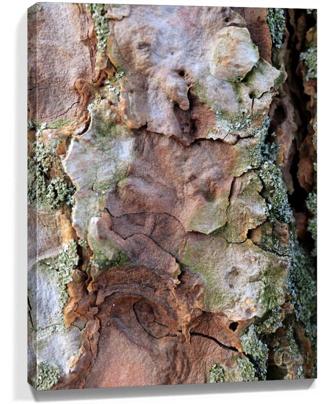 trees art buy