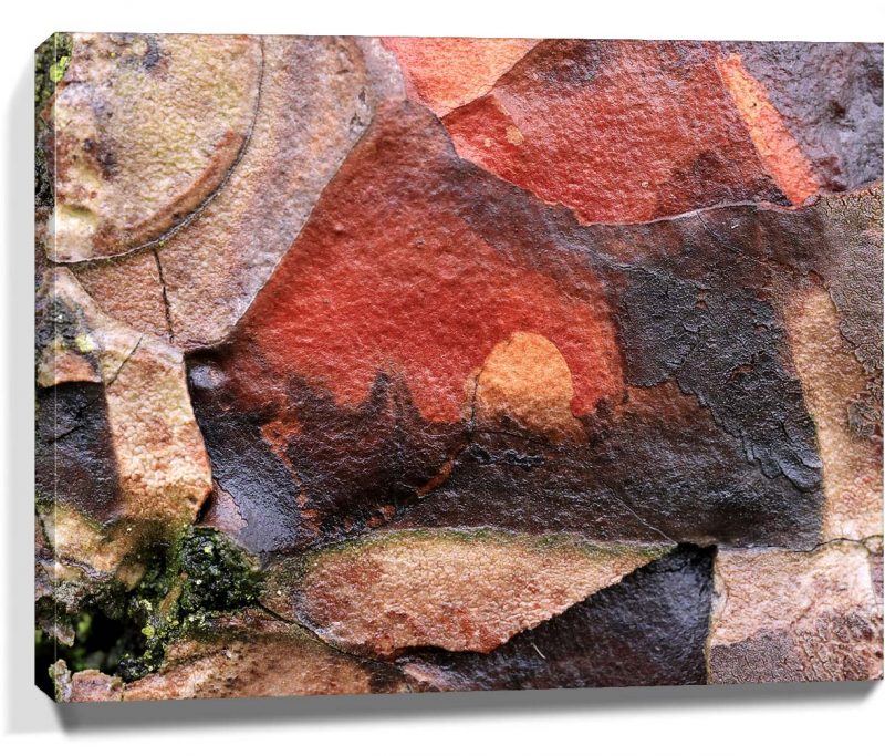 Trees Wall Art Prints For Sale