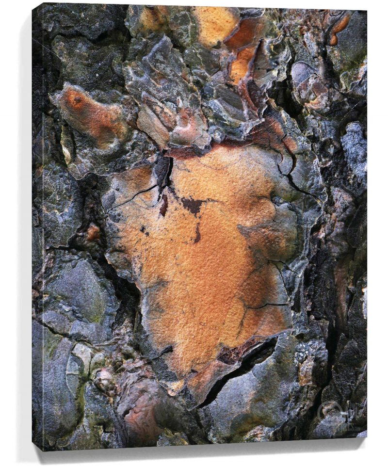 Trees Wall Art