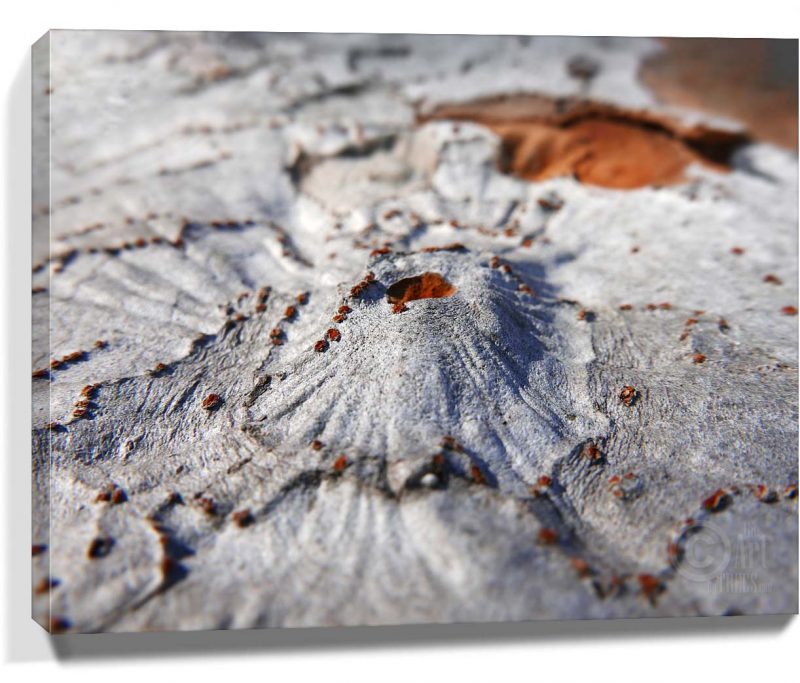 Trees Wall Art