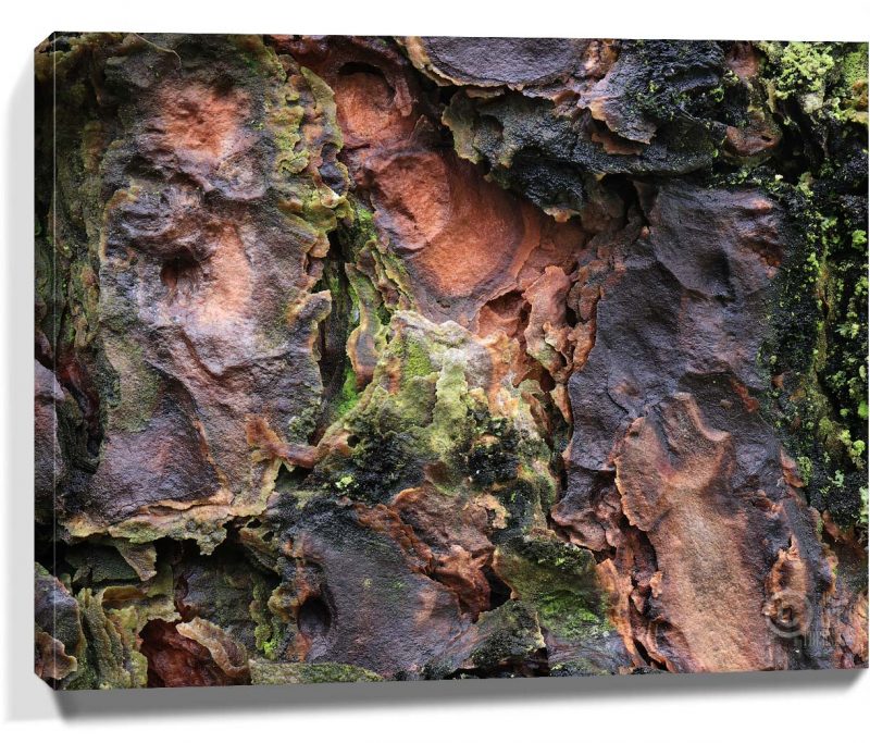 Trees Wall Art