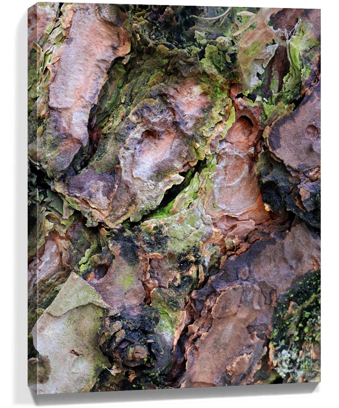 Trees Wall Art