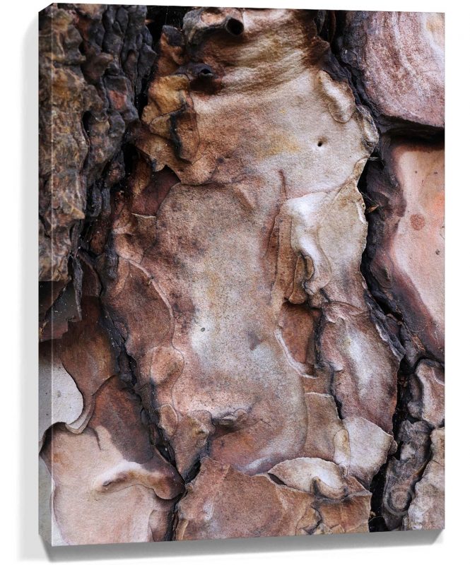 Trees Wall Art