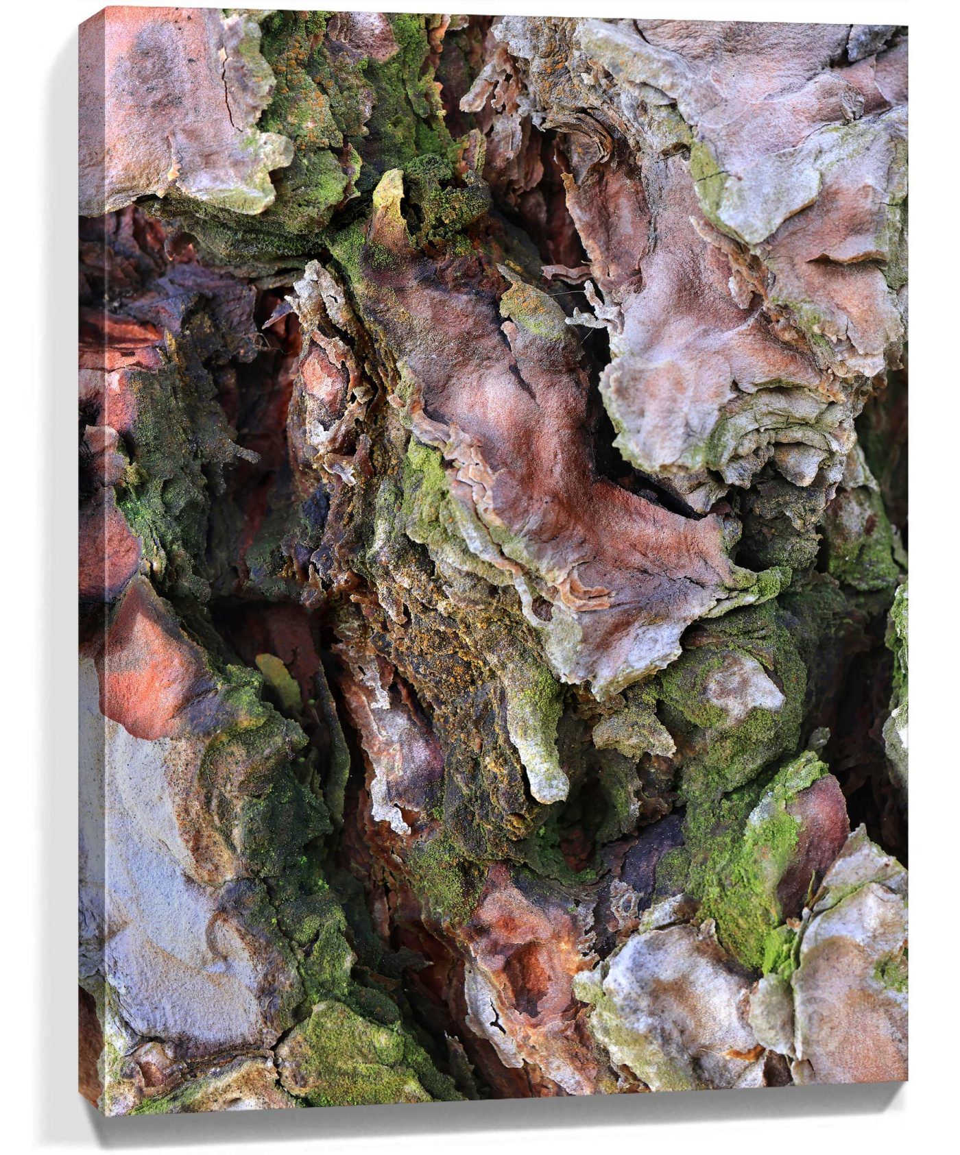 Trees Wall Art For Sale