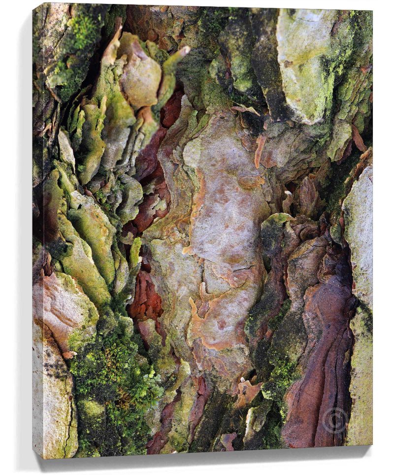Trees Wall Art Prints