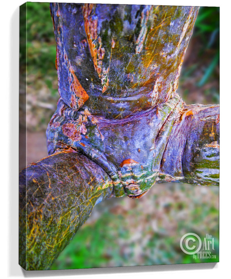 tree art prints for sale