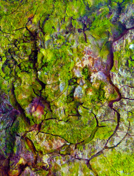 trees-artwork-paintings-for-sale