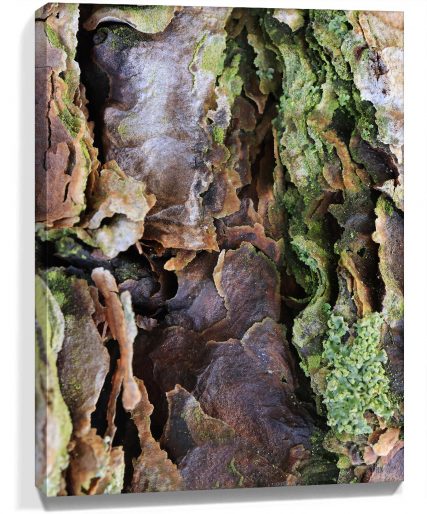 trees-wall-art