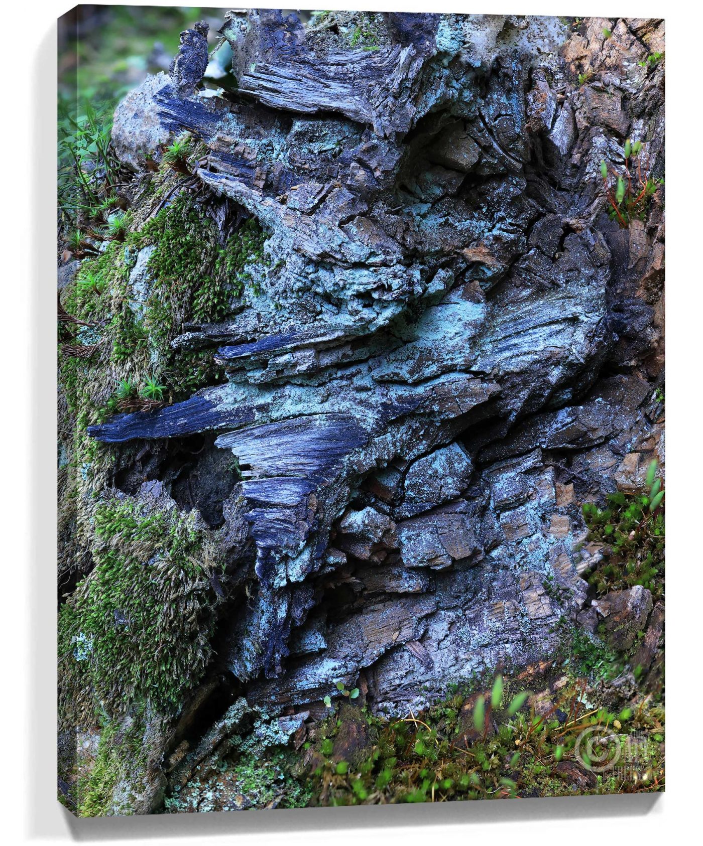 Trees Wall Art