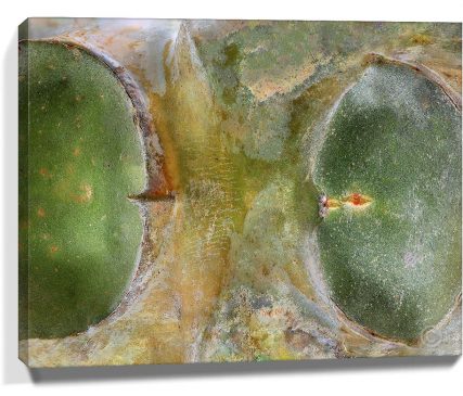 Trees Wall Art
