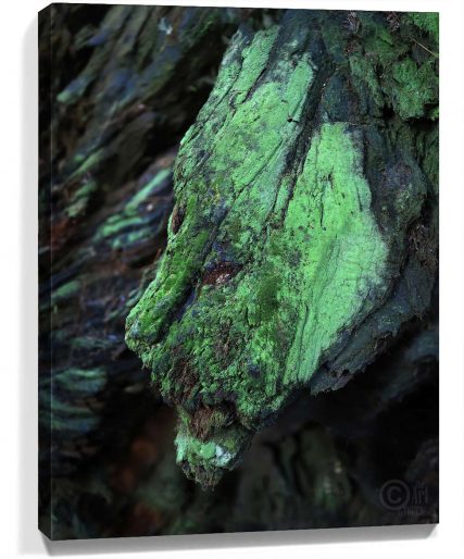 Trees Wall Art