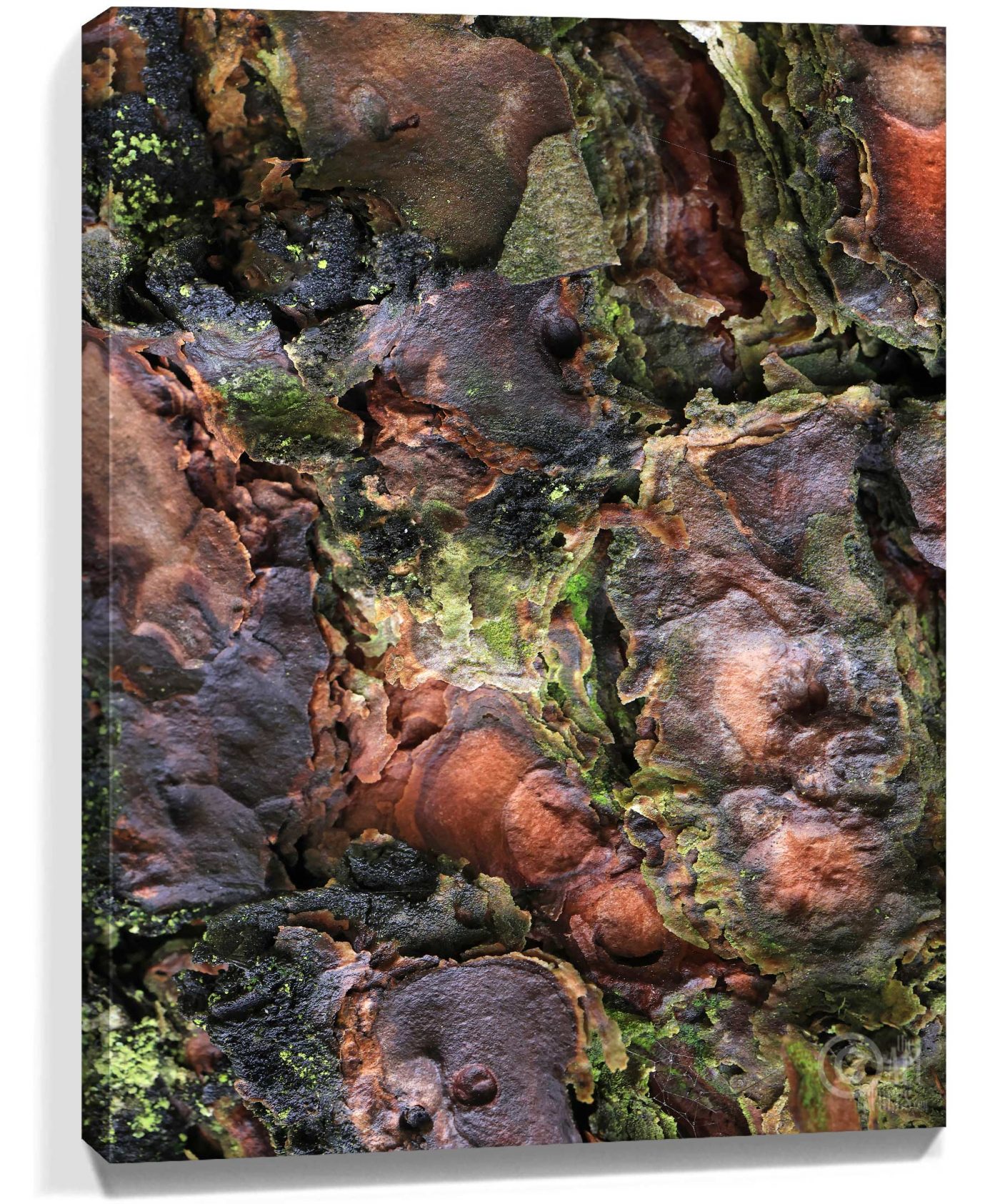 Trees Wall Art