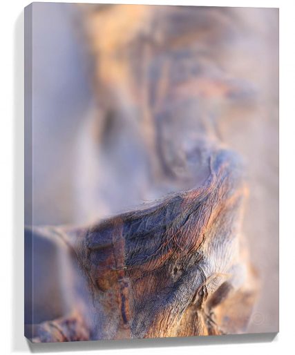 Trees Wall Art