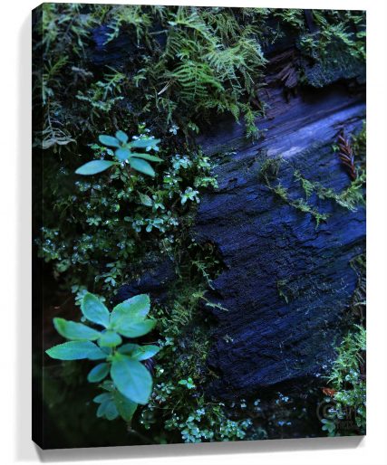Trees Art For Sale