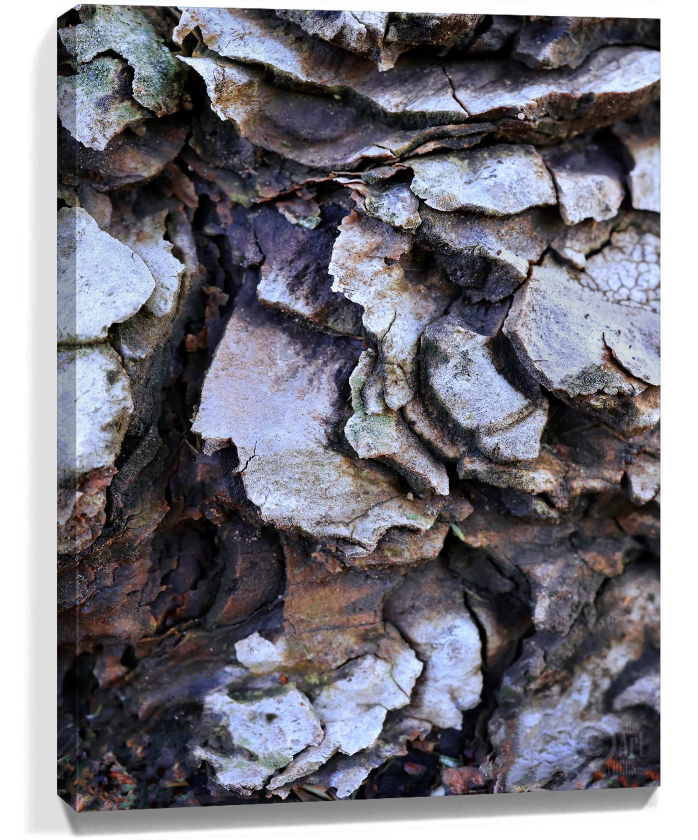 Trees Wall Art