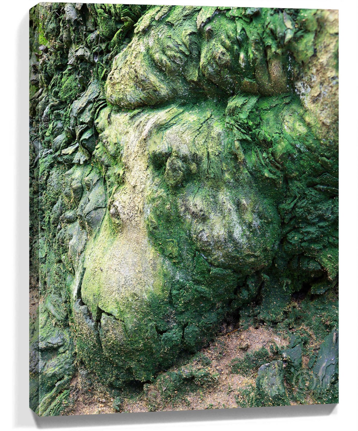 Trees Art