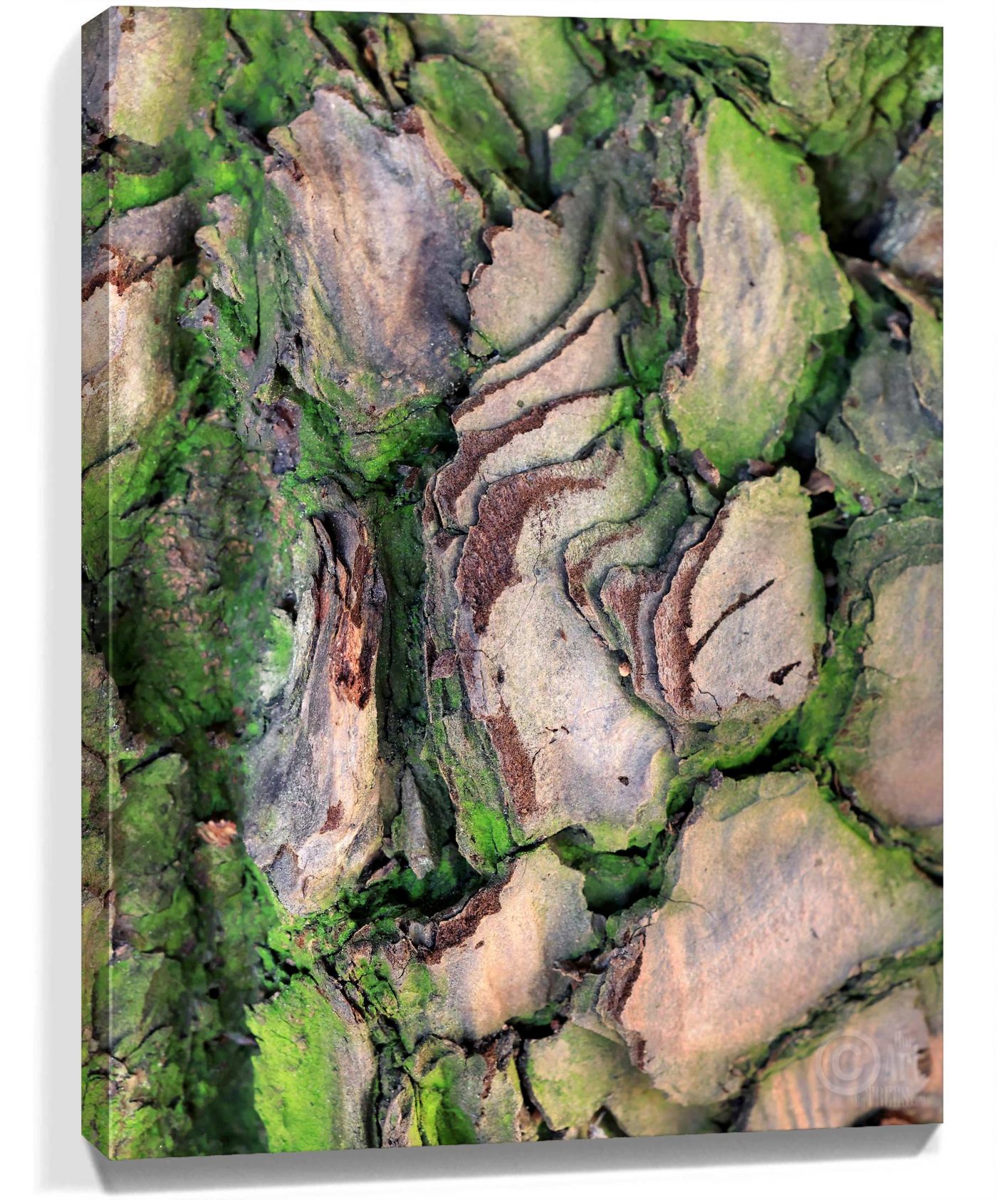 Trees Wall Art For Sale