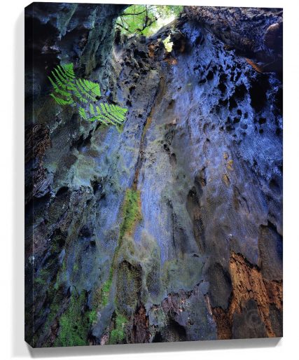 Trees Wall Art
