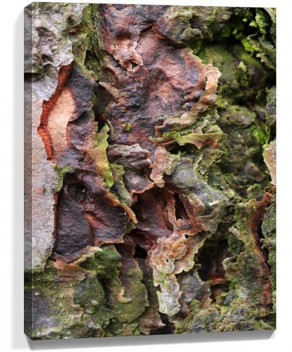 Trees Art for Walls