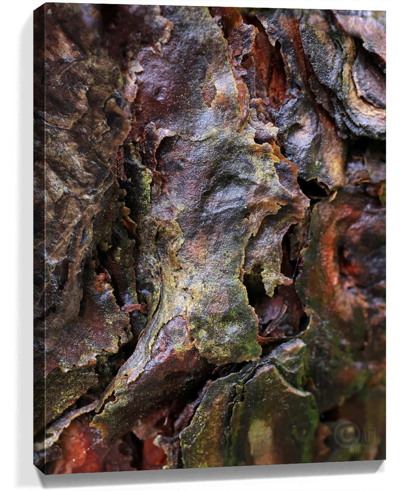 Trees Wall Art