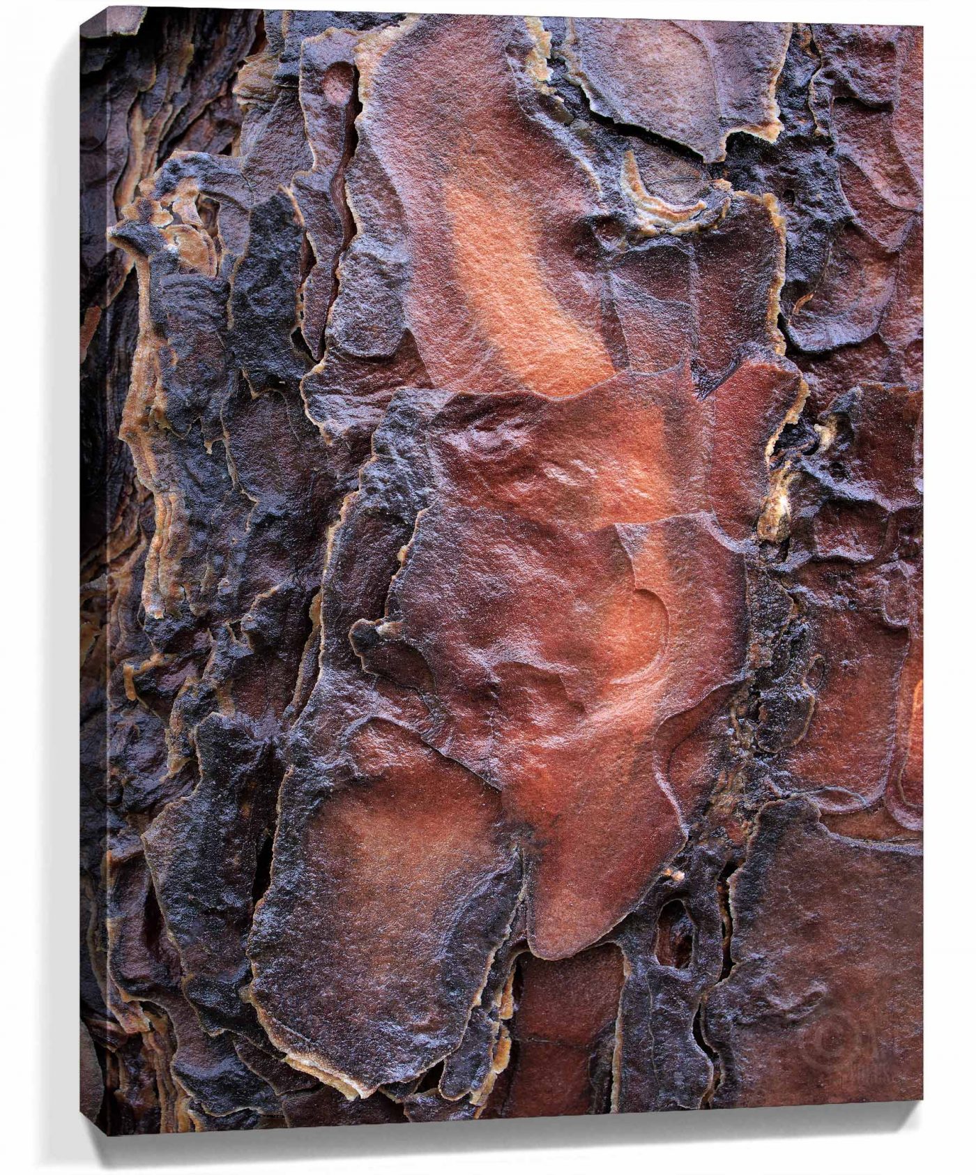 Trees Wall Art Decor