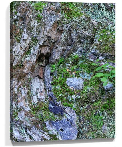 Trees Wall Art
