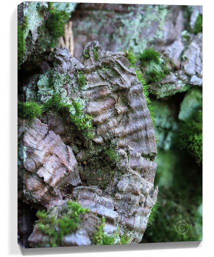 Trees Wall Art