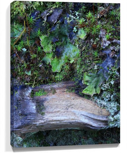 Tree Art For Walls