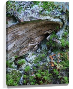 Trees wall art sku#7742818
