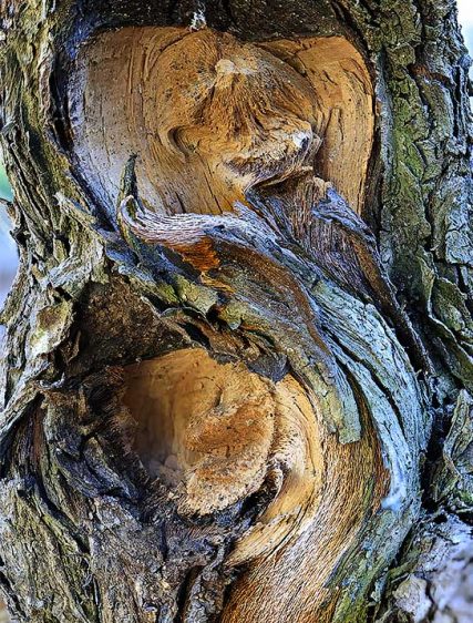 Trees Art Decor