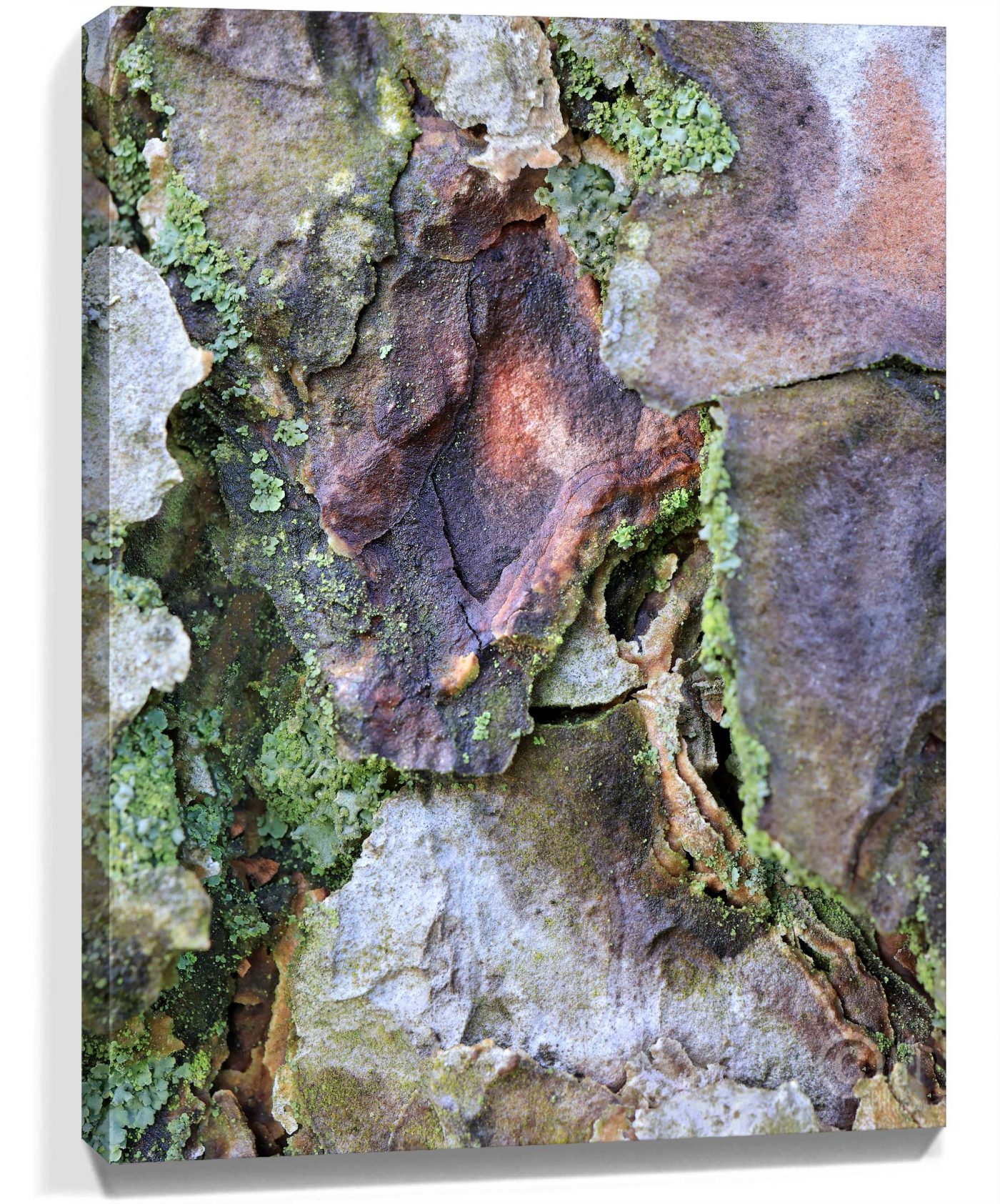 Trees Wall Art